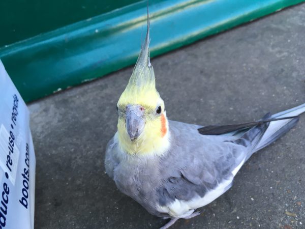 ピーコちゃん シャマフ
