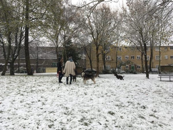 ロンドン 雪 エミレーツ 犬